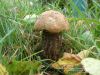 Nazwa pliku=DSC05377.JPG
Wielkość pliku=154KiB
Rozmiar=1024x768
Data dodania= 10, Sierpień 2014 DSC05377.JPG