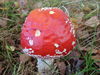 Nazwa pliku=dsc07612.jpg
Wielkość pliku=491KiB
Rozmiar=2048x1536
Data dodania= 06, Październik 2009 dsc07612.jpg