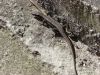 Nazwa pliku=n_dsc00920.jpg
Wielkość pliku=1760KiB
Rozmiar=1352x1014
Data dodania= 19, Sierpień 2017 n_dsc00920.jpg