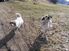 Nazwa pliku=Beskid_Niski_Glayszow_Banica_Bartne_IMG_1380.jpg
Wielkość pliku=384KiB
Rozmiar=907x680
Data dodania= 24, Kwiecień 2017 Beskid_Niski_Glayszow_Banica_Bartne_IMG_1380.jpg