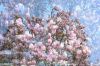 Nazwa pliku=Magnolie_od_Bogusia_II.jpg
Wielkość pliku=816KiB
Rozmiar=2000x1333
Data dodania= 30, Kwiecień 2020 Magnolie_od_Bogusia_II.jpg